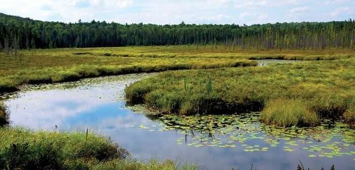 Son 50 Yılda Sulak Alanların Yüzde 35'i Yok Oldu
