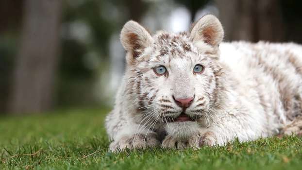 Çöp Kutusundan Kaplan Yavrusu Çıktı