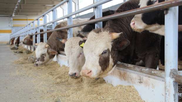 Şap Virüsü Nedeniyle Yüzlerce Köy Karantinada
