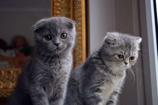 Scottish Fold Özellikleri, Scottish Fold Bakımı