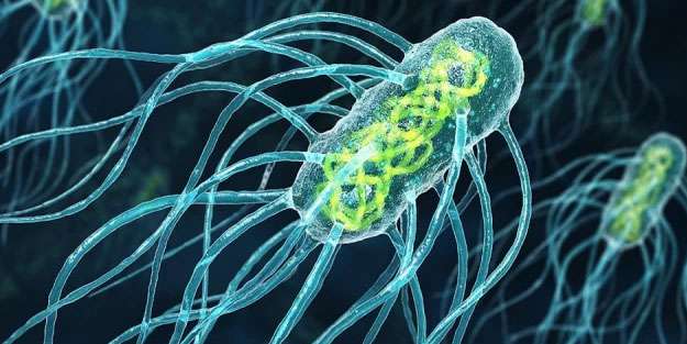 Salmonella Nedir? Salmonella Belirtileri