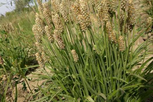 Karnıyarık Otu Nedir? Karnıyarık Otu Ne İşe Yarar? Faydaları Nelerdir?