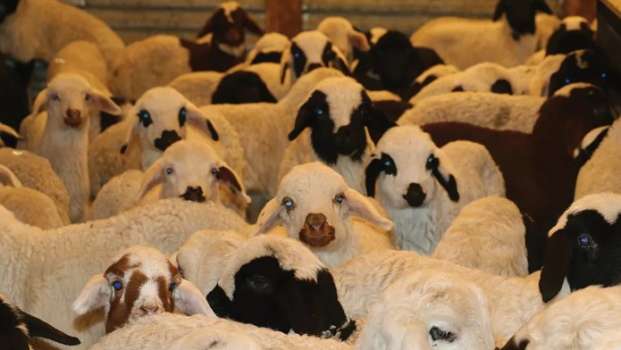 Kurban Bayramı Yaklaşıyor; Kentte Hayvan Pazarları Kapatıldı