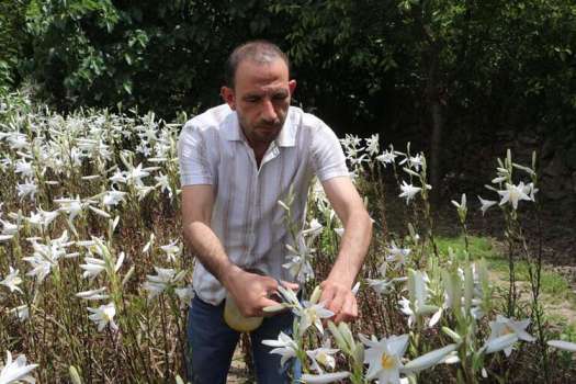 Akzambak Üreterek Sezonda 500 Bin TL Kazanıyor