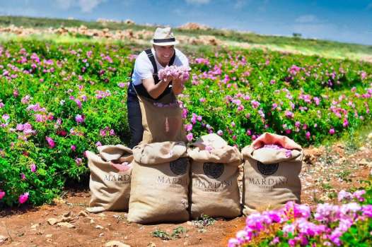 Berdar Mardini Doğduğu Topraklara Fabrika Kurdu!