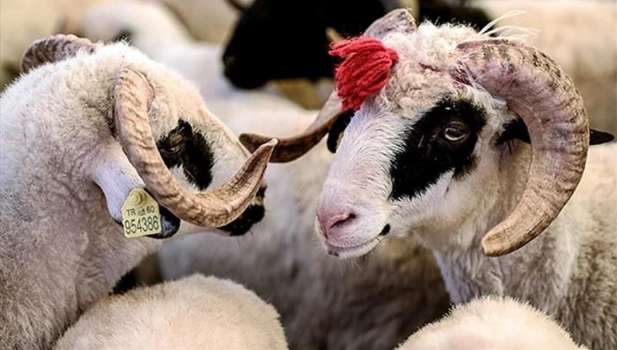 Diyanet Vakfından, Kurban Bayramında 25 Milyon Vatandaşa Yardım!