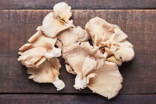 İstiridye Mantarı Nedir? Faydaları Nelerdir? Nasıl Yetiştirilir?