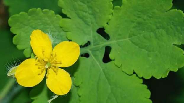 Kırlangıç Otu Nedir? Faydaları Nelerdir? Yan Etkisi Var Mıdır?