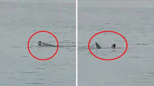 Plajda Dehşet: Mısır'da Köpekbalığı Rus Genci Parçaladı