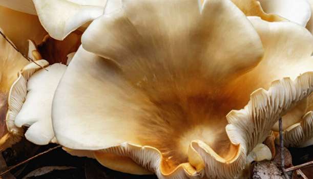 Mantar Fotosentez Yapar Mı? Mantarlar Solunum Yapar Mı?