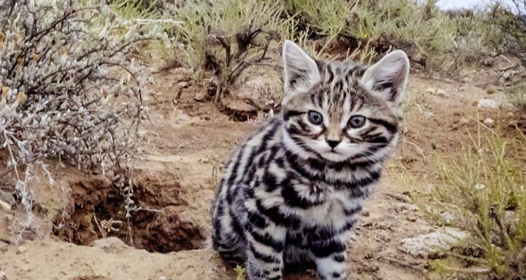 Dünyanın En Ölümcül Kedisi