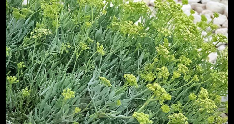 Kaya Koruğu Nedir ve Kullanım Alanları Nelerdir?