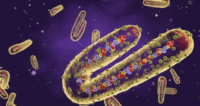 Marburg Virüsü: Ölümcül Kanamalı Ateşe Dair Her Şey