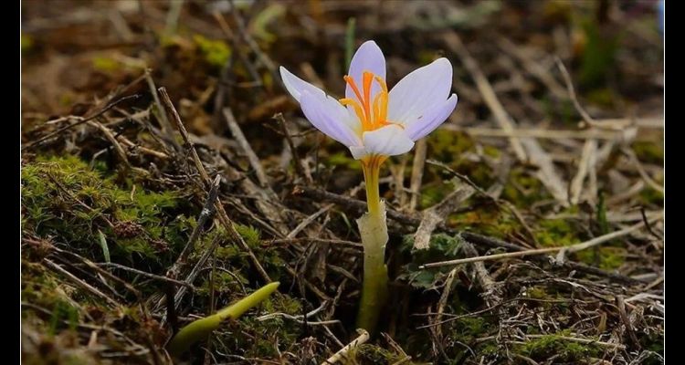 İlkbaharın Müjdecisi Cemre Geliyor! 2024 Cemre Düşme Tarihleri Belli Oldu