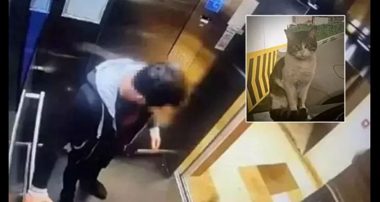 Kedi Eros'un Katiline Yurt Dışı Yasağı Getirildi!