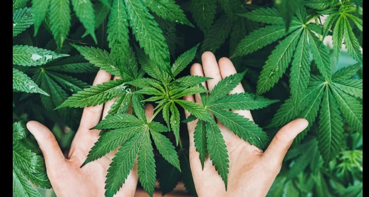 Konya'da 80 Yıllık Kenevir Ekimi Yasağı Kalktı! Peki Her Şey Hazır mı?