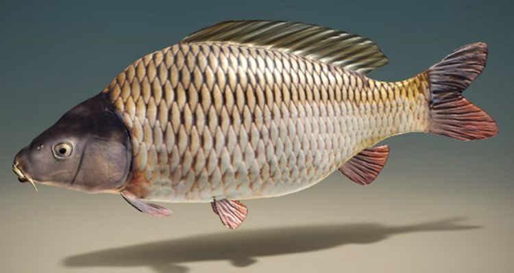 Sazan Balığı Rehberi: Her Şey Bir Arada - Farklı Başlıklarla