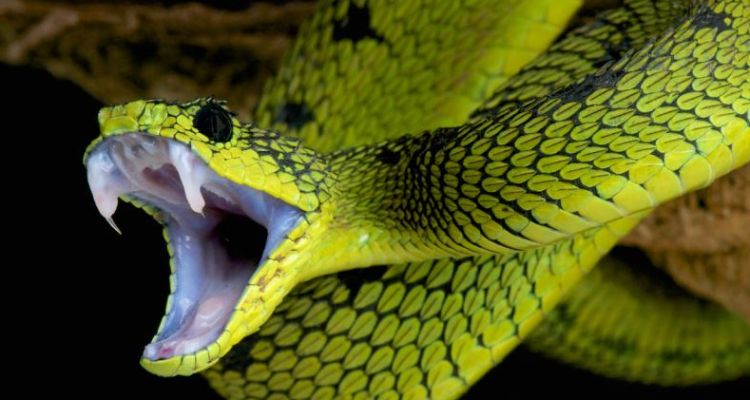 Avustralya'da Bir Evde 102 Zehirli Yılan Bulundu!