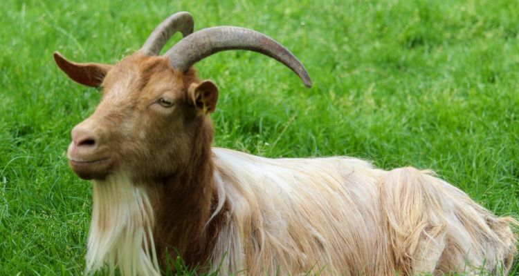 GOAT Ne Demek? Açılımı, Anlamı ve Spordaki En Büyük İsimler