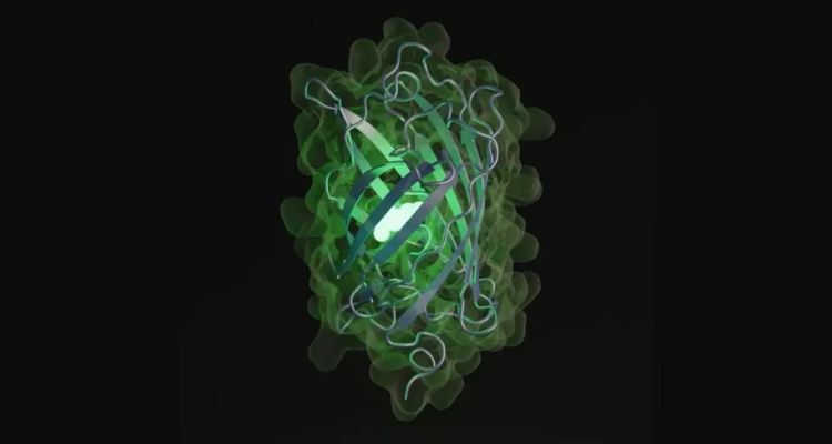 Yapay Zeka ile 500 Milyon Yılda Evrimleşecek Protein Saatler İçinde Tasarlandı