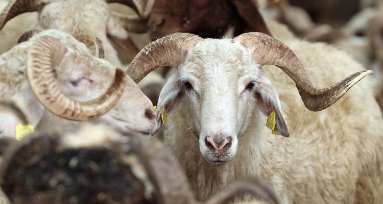 2025 Vekaletle Kurban Kesim Bedeli Açıklandı
