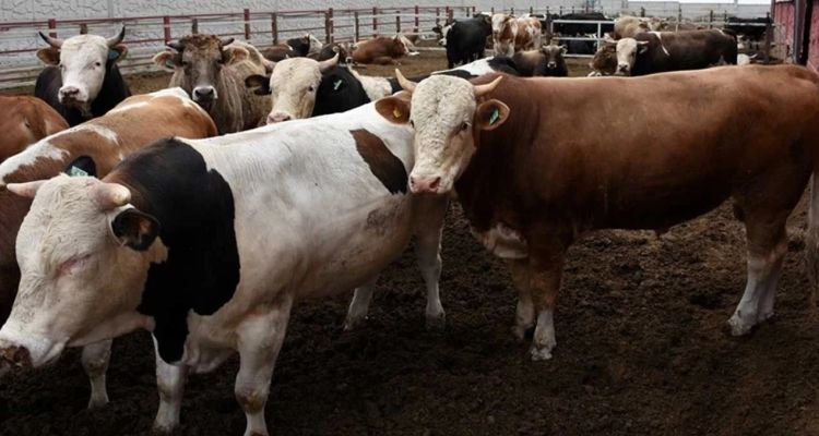 2025 Kurban Fiyatları Açıklandı: İşte En Uygun 7 İl