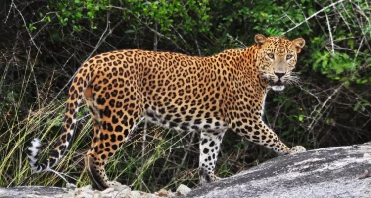 Anadolu Parsı Fotokapana Yakalandı: Gizemli Yırtıcı Yeniden Görüntülendi