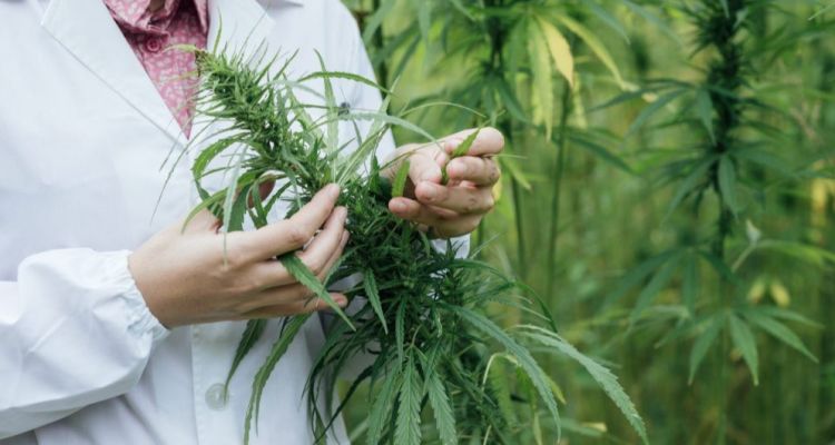 Tıbbi kenevir eczanelerde satılacak: Yeni düzenleme yolda