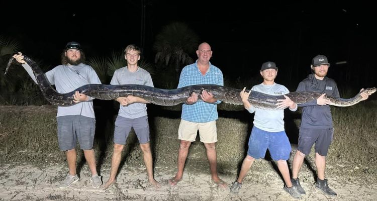 Endonezya’da Dev Piton 61 Yaşındaki Çiftçiyi Yuttu