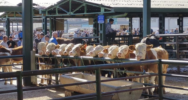 Hayvan pazarları kapatıldı: Şap virüsünde genetik değişiklik tespit edildi