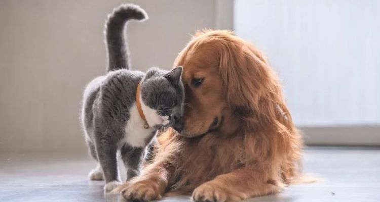 Sevimli Şeyler Bizi Saldırganlaştırıyor Olabilir Mi?