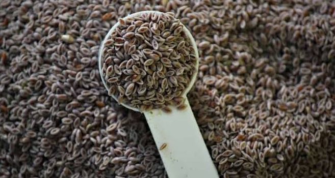 Karnıyarık Otu Tohumu Nasıl Kullanılır? Karnıyarık Otu Tohumunun Faydaları