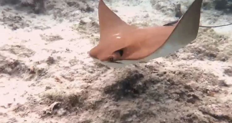 Batı Atlantik Kökenli İnek Burunlu Vatoz Akdeniz'de Görüntülendi!