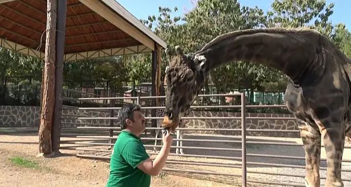 Şaşırtan Araştırma: Zürafalar Toplama İşlemi Yapabiliyor